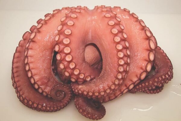 pulpo